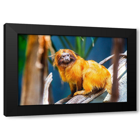 Golden Lion Tamarin Black Modern Wood Framed Art Print with Double Matting by Brown, Skip