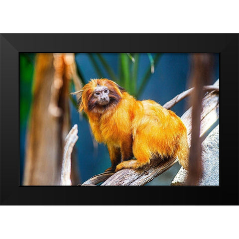 Golden Lion Tamarin Black Modern Wood Framed Art Print by Brown, Skip
