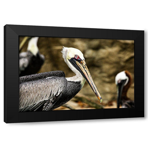 Brown Pelican Black Modern Wood Framed Art Print by Smithsonian Institution