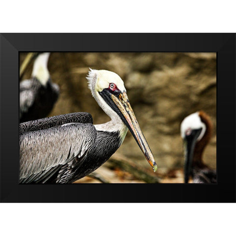 Brown Pelican Black Modern Wood Framed Art Print by Smithsonian Institution