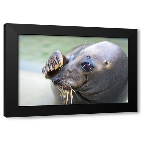 Gray Seal Black Modern Wood Framed Art Print with Double Matting by Mallon, Connor