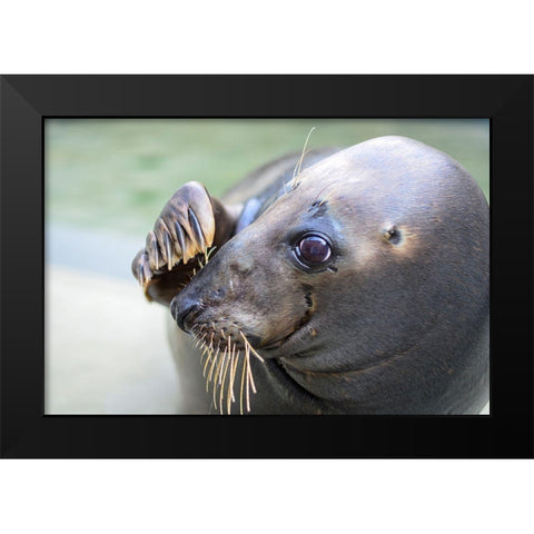 Gray Seal Black Modern Wood Framed Art Print by Mallon, Connor