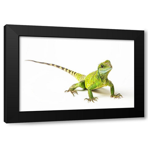 Asian Water Dragon Black Modern Wood Framed Art Print with Double Matting by Brown, Skip