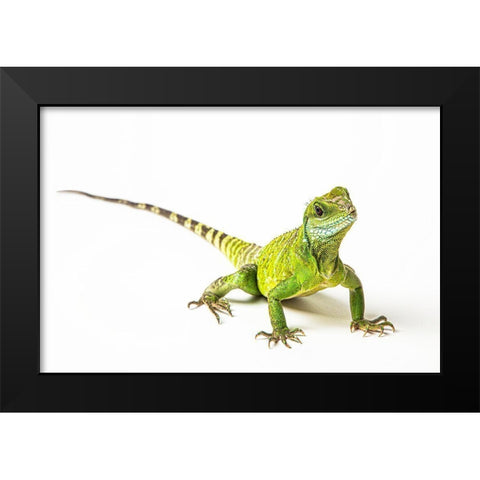 Asian Water Dragon Black Modern Wood Framed Art Print by Brown, Skip