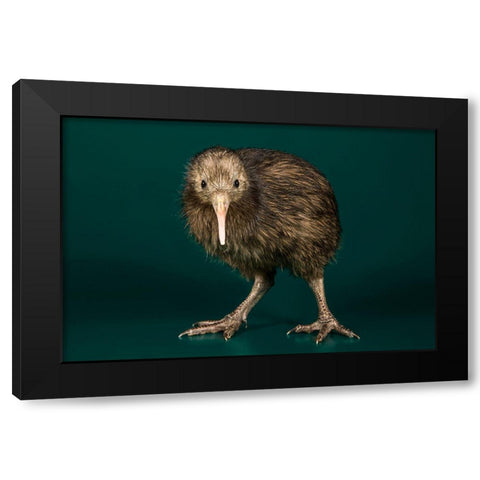 Brown Kiwi Black Modern Wood Framed Art Print with Double Matting by Smithsonian Institution