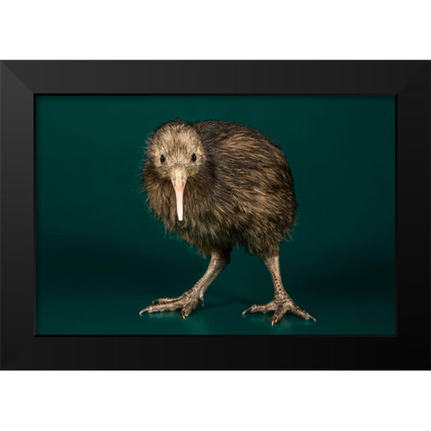 Brown Kiwi Black Modern Wood Framed Art Print by Smithsonian Institution