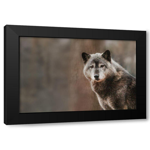 Gray Wolf Black Modern Wood Framed Art Print by Steff, Brittany