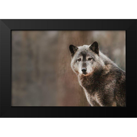 Gray Wolf Black Modern Wood Framed Art Print by Steff, Brittany