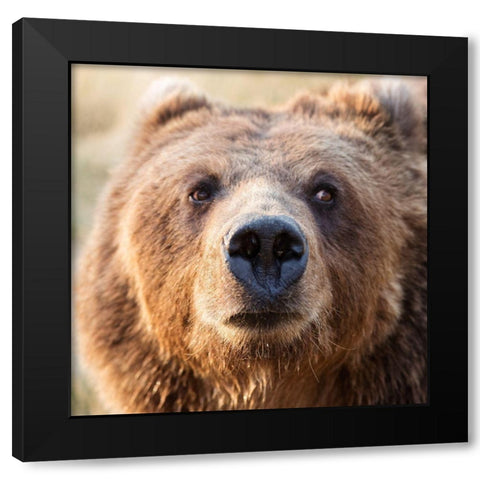 Big Brown Bear Black Modern Wood Framed Art Print with Double Matting by Highsmith, Carol