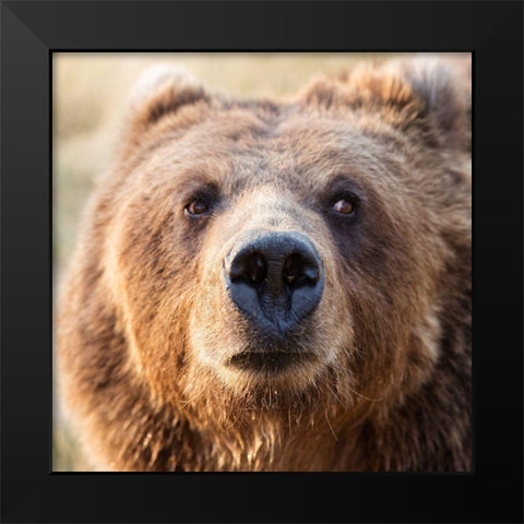 Big Brown Bear Black Modern Wood Framed Art Print by Highsmith, Carol