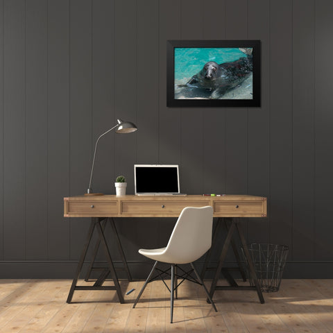 Gray Seal Black Modern Wood Framed Art Print by Wood, Abby