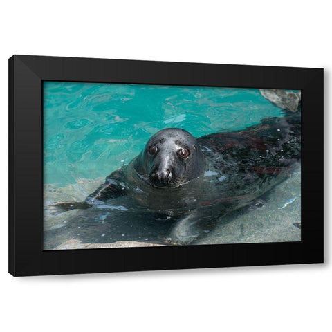 Gray Seal Black Modern Wood Framed Art Print with Double Matting by Wood, Abby