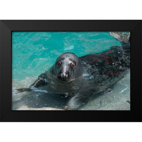 Gray Seal Black Modern Wood Framed Art Print by Wood, Abby