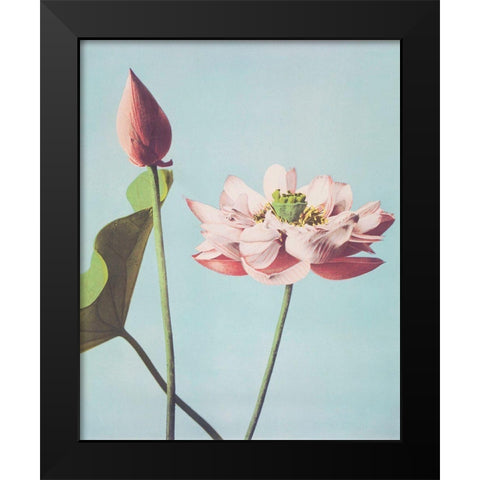Lotus Flowers Black Modern Wood Framed Art Print by Kazumasa, Ogawa