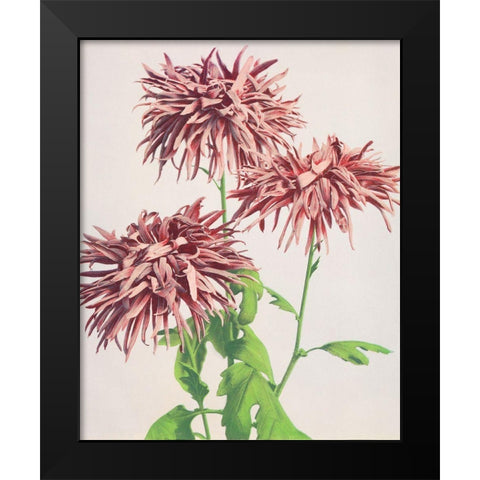 Three Pink Chrysanthemum Black Modern Wood Framed Art Print by Kazumasa, Ogawa
