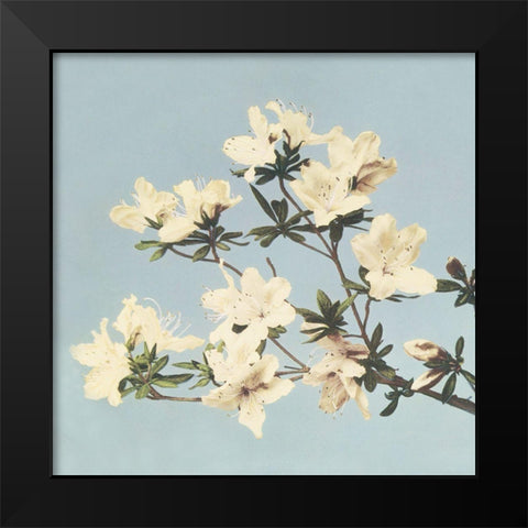 Vintage Japanese azaleas Black Modern Wood Framed Art Print by Kazumasa, Ogawa