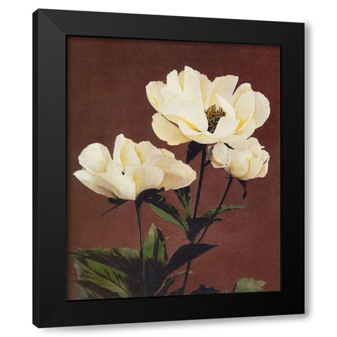 Haerdaceous Peony Black Modern Wood Framed Art Print with Double Matting by Kazumasa, Ogawa