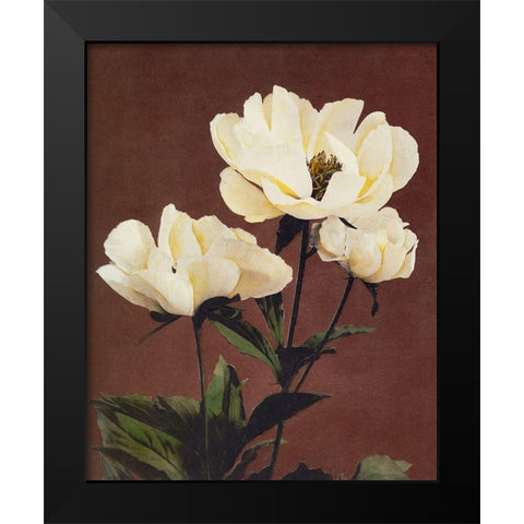 Haerdaceous Peony Black Modern Wood Framed Art Print by Kazumasa, Ogawa