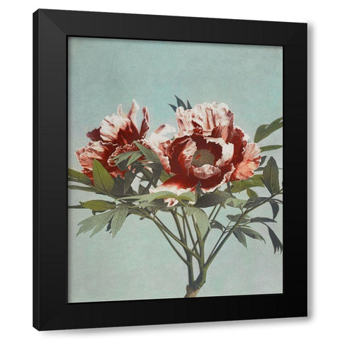 Tree Peony Black Modern Wood Framed Art Print with Double Matting by Kazumasa, Ogawa