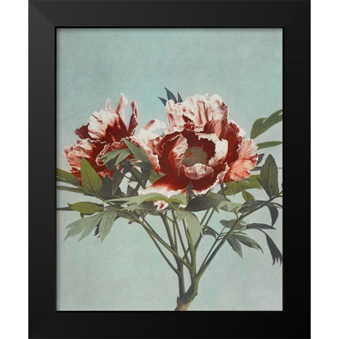 Tree Peony Black Modern Wood Framed Art Print by Kazumasa, Ogawa