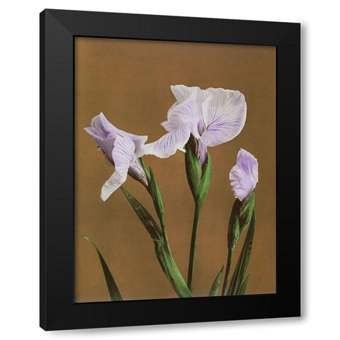 Iris Kaempferi Black Modern Wood Framed Art Print with Double Matting by Kazumasa, Ogawa
