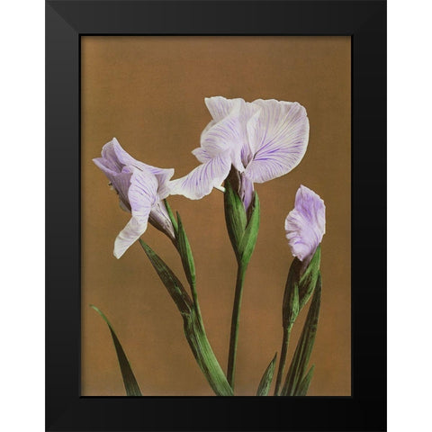 Iris Kaempferi Black Modern Wood Framed Art Print by Kazumasa, Ogawa