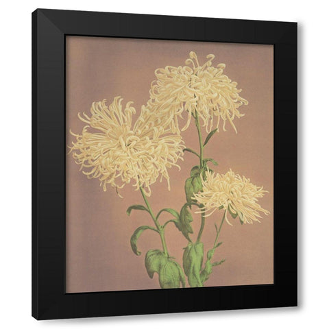 Three Yellow Chrysanthemums Black Modern Wood Framed Art Print with Double Matting by Kazumasa, Ogawa