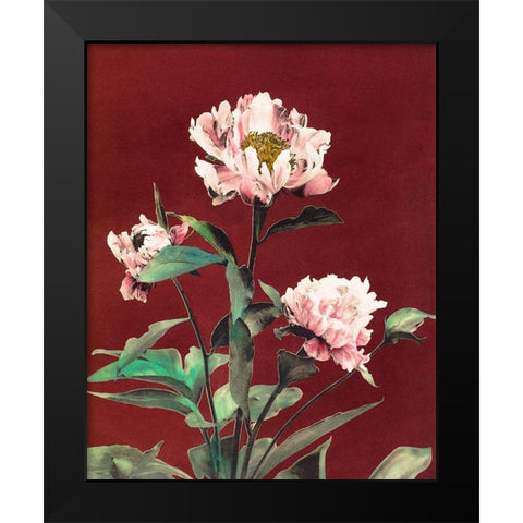 Haerdaceous Peony Black Modern Wood Framed Art Print by Kazumasa, Ogawa
