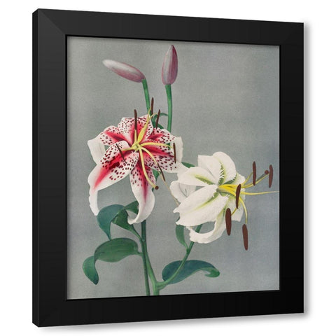Lily Black Modern Wood Framed Art Print with Double Matting by Kazumasa, Ogawa