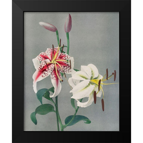 Lily Black Modern Wood Framed Art Print by Kazumasa, Ogawa