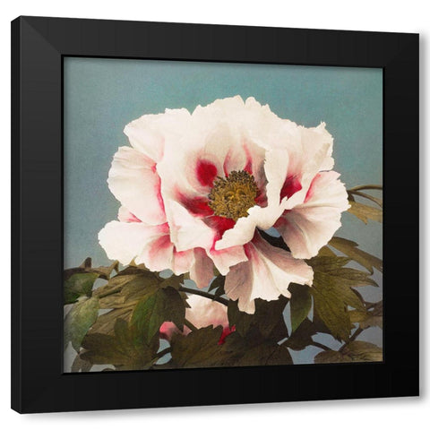 Tree Peony II Black Modern Wood Framed Art Print by Kazumasa, Ogawa