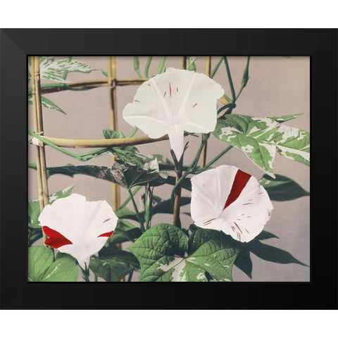 Striped Birdweed Flowers Black Modern Wood Framed Art Print by Kazumasa, Ogawa
