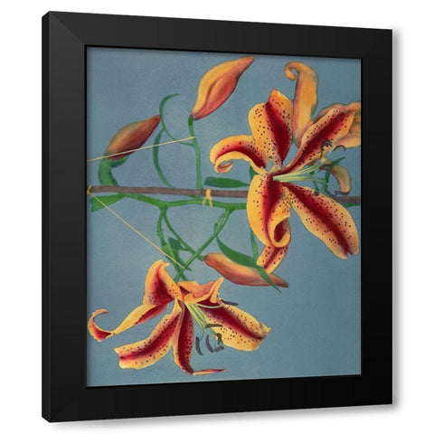 Lily III Black Modern Wood Framed Art Print with Double Matting by Kazumasa, Ogawa