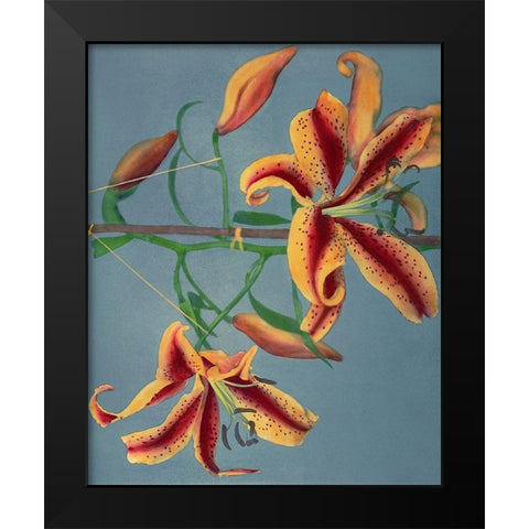 Lily III Black Modern Wood Framed Art Print by Kazumasa, Ogawa