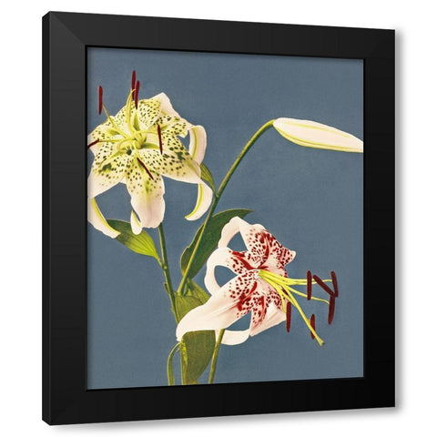 Lilies collotype from Japan Black Modern Wood Framed Art Print with Double Matting by Kazumasa, Ogawa