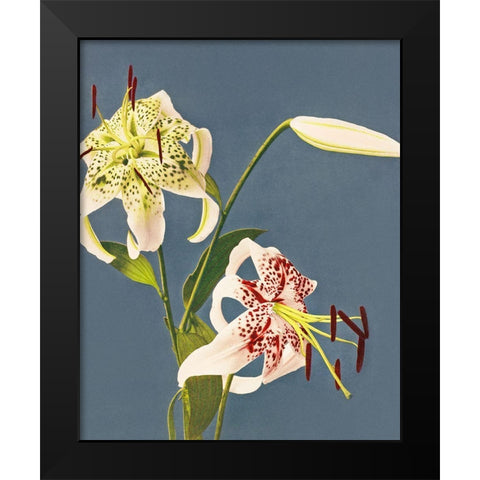 Lilies collotype from Japan Black Modern Wood Framed Art Print by Kazumasa, Ogawa