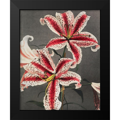 Lily IV Black Modern Wood Framed Art Print by Kazumasa, Ogawa