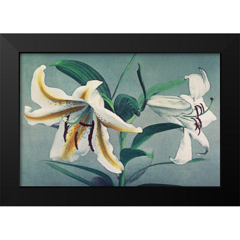 Lily V Black Modern Wood Framed Art Print by Kazumasa, Ogawa