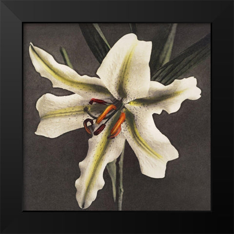 Lily VI Black Modern Wood Framed Art Print by Kazumasa, Ogawa