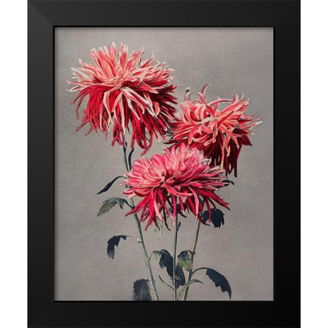 Asa dsuma bune Black Modern Wood Framed Art Print by Kazumasa, Ogawa