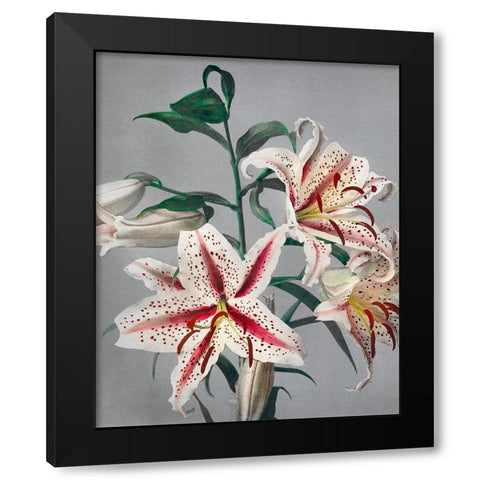 Lily VII Black Modern Wood Framed Art Print with Double Matting by Kazumasa, Ogawa