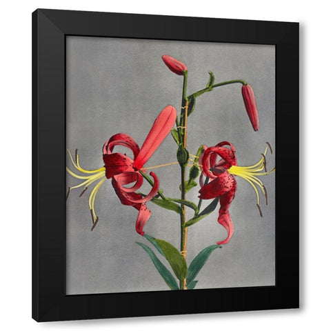 Lily VIII Black Modern Wood Framed Art Print with Double Matting by Kazumasa, Ogawa