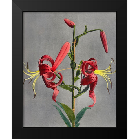 Lily VIII Black Modern Wood Framed Art Print by Kazumasa, Ogawa