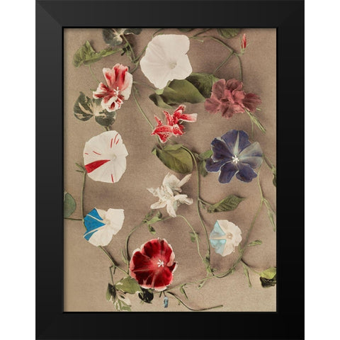 Group of Morning Glories Black Modern Wood Framed Art Print by Kazumasa, Ogawa