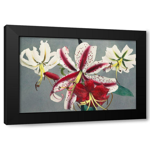 Lily X Black Modern Wood Framed Art Print with Double Matting by Kazumasa, Ogawa