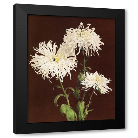 Chrysanthemum Black Modern Wood Framed Art Print with Double Matting by Kazumasa, Ogawa