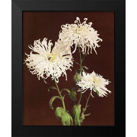 Chrysanthemum Black Modern Wood Framed Art Print by Kazumasa, Ogawa