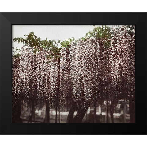 Wistaria Chinensis Black Modern Wood Framed Art Print by Kazumasa, Ogawa