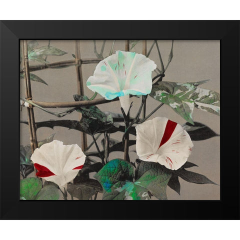 Morning Glory Black Modern Wood Framed Art Print by Kazumasa, Ogawa