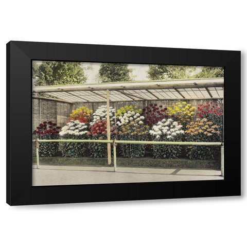 Chrysanthemum Garden Black Modern Wood Framed Art Print with Double Matting by Kazumasa, Ogawa